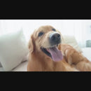 Lanterna UV LED Ultravioleta 395nm - Detecta Notas Falsas, Resíduos, Urina e Insetos - Luz Negra Roxa Portátil (Bateria Inclusa)